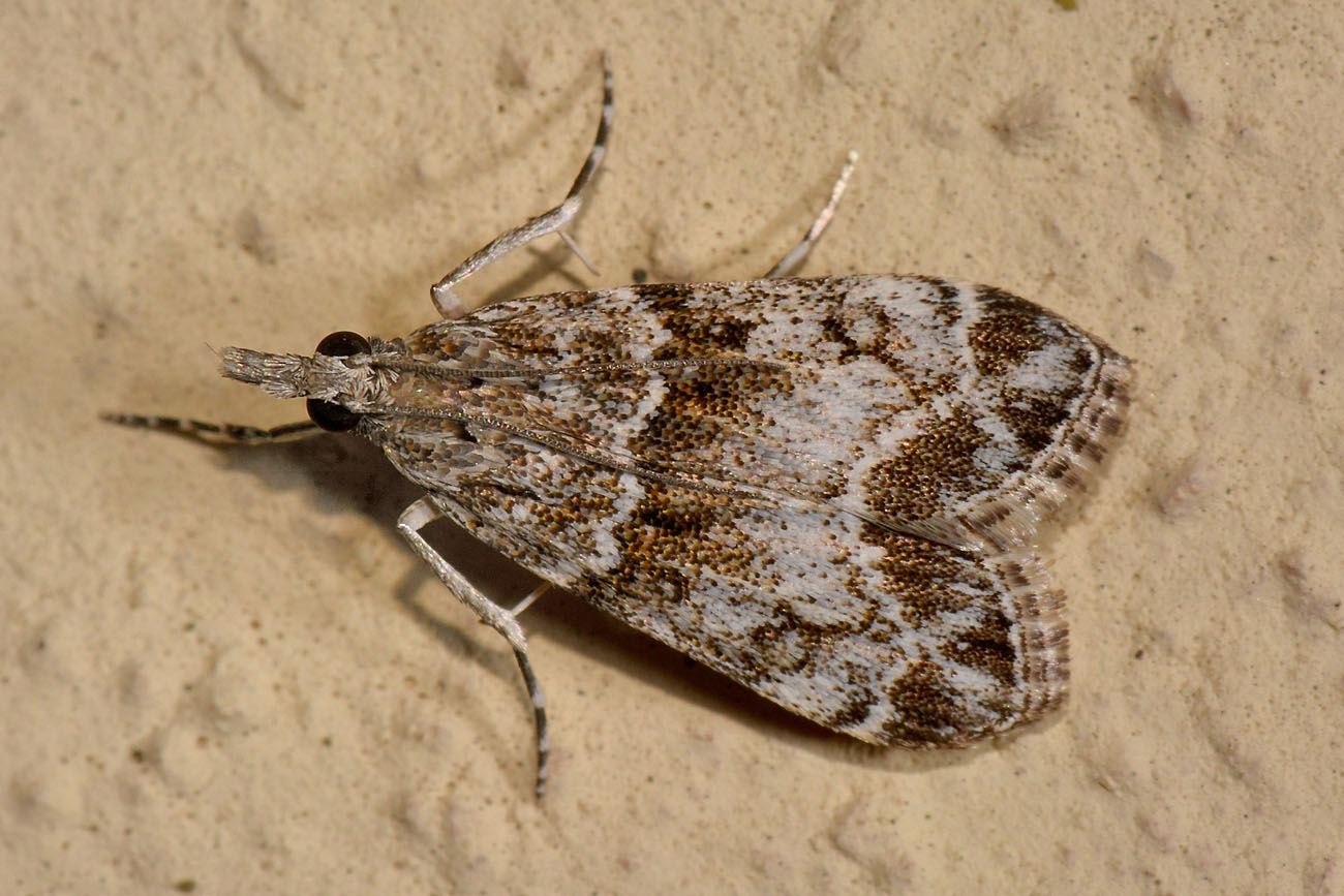 Crambidae - Eudonia mercurella